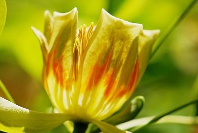 Liriodendron tulipifera 'Aureomarginatum' - liliovník tulipánokvětý - květ detail